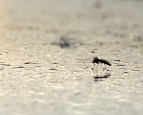 Cara Mengusir Nyamuk di Kandang Domba